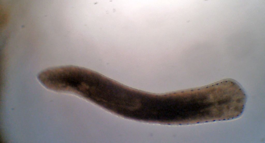 Planarie ed isoterme